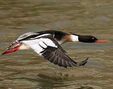 Red-breasted Merganser