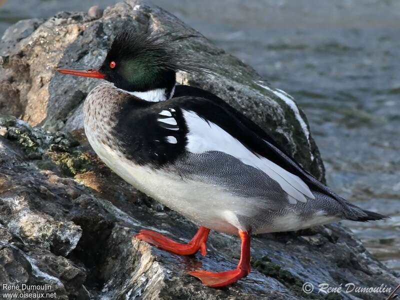 Harle huppé mâle adulte nuptial, identification