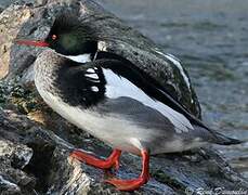 Red-breasted Merganser