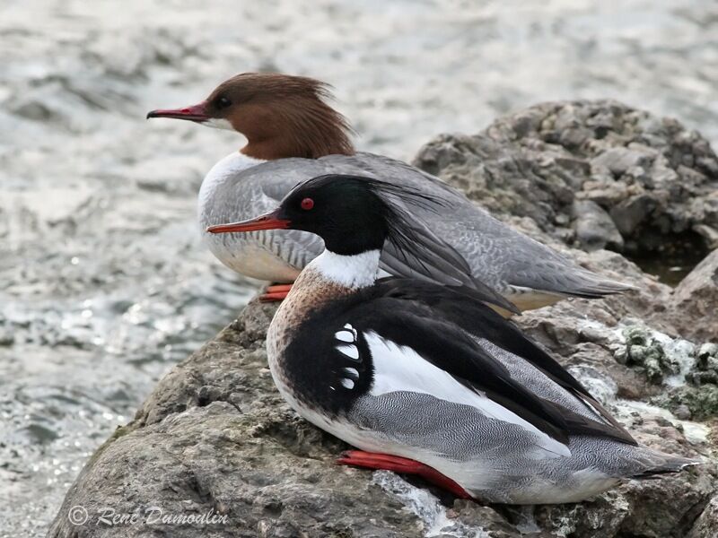 Red-breasted Merganser male adult breeding