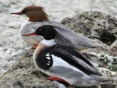 Red-breasted Merganser