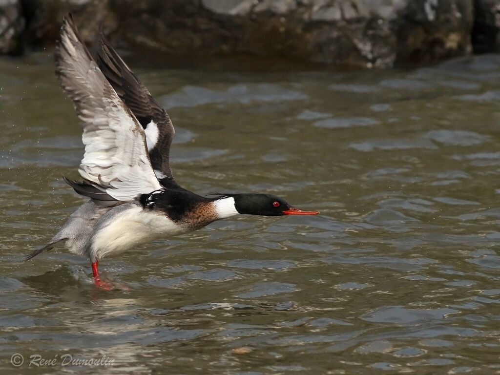 Red-breasted Merganser male adult breeding, Flight