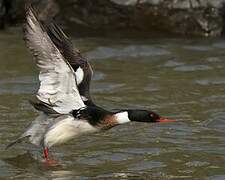 Red-breasted Merganser