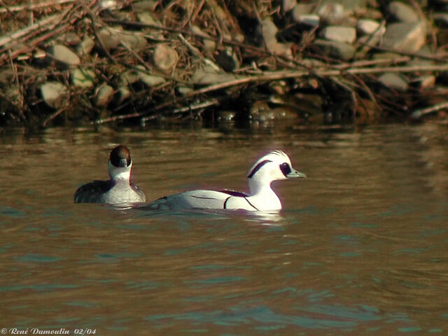 Smew