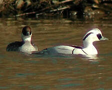 Smew