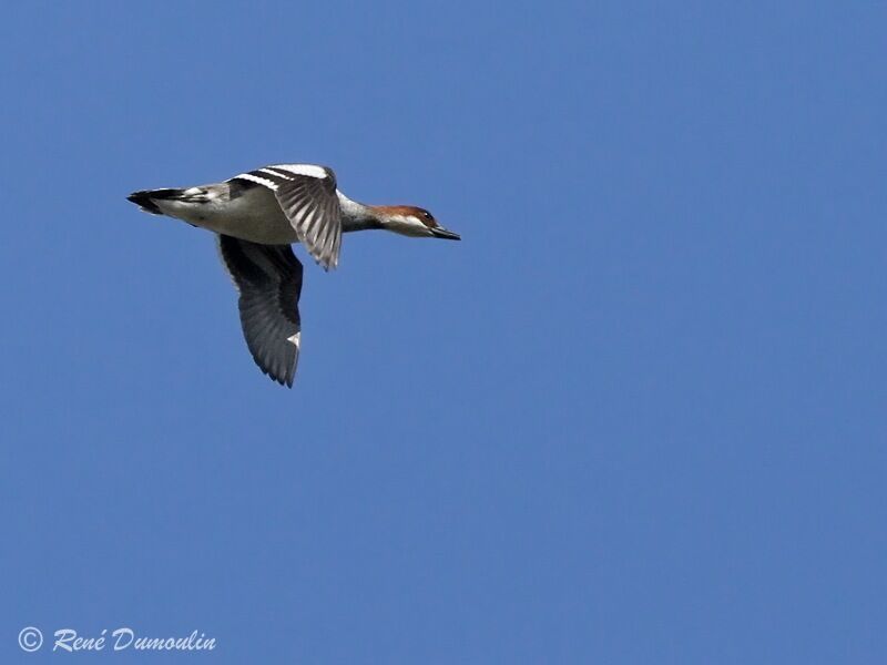 Smew female adult, Flight