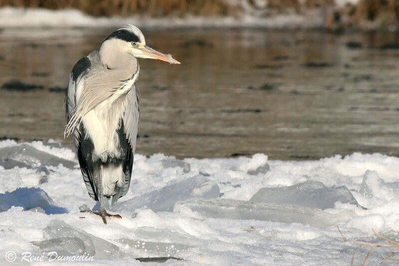 Grey Heronadult, identification