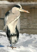 Grey Heron