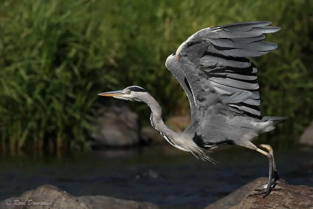 Grey Heronadult transition, Flight