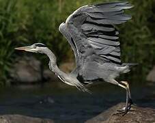 Grey Heron