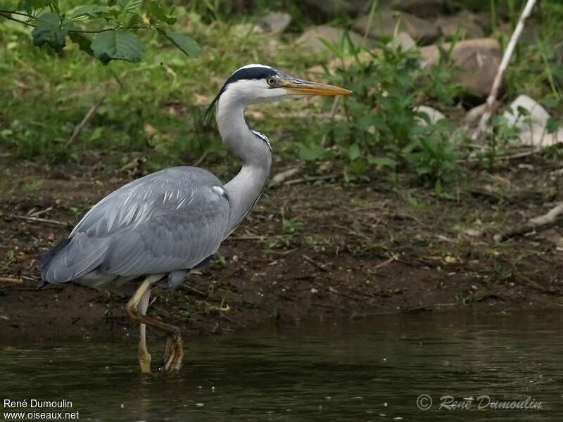 Grey Heronadult breeding, identification