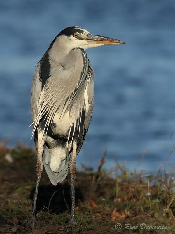 Grey Heronadult, identification