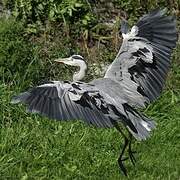 Grey Heron