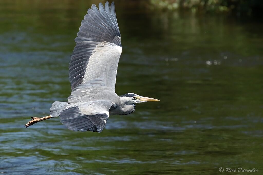 Grey Heronadult breeding, Flight