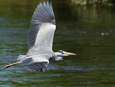 Grey Heron