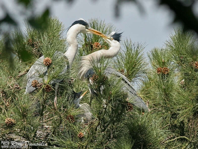 Grey Heronadult breeding, courting display, Reproduction-nesting, Behaviour