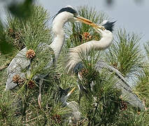 Grey Heron