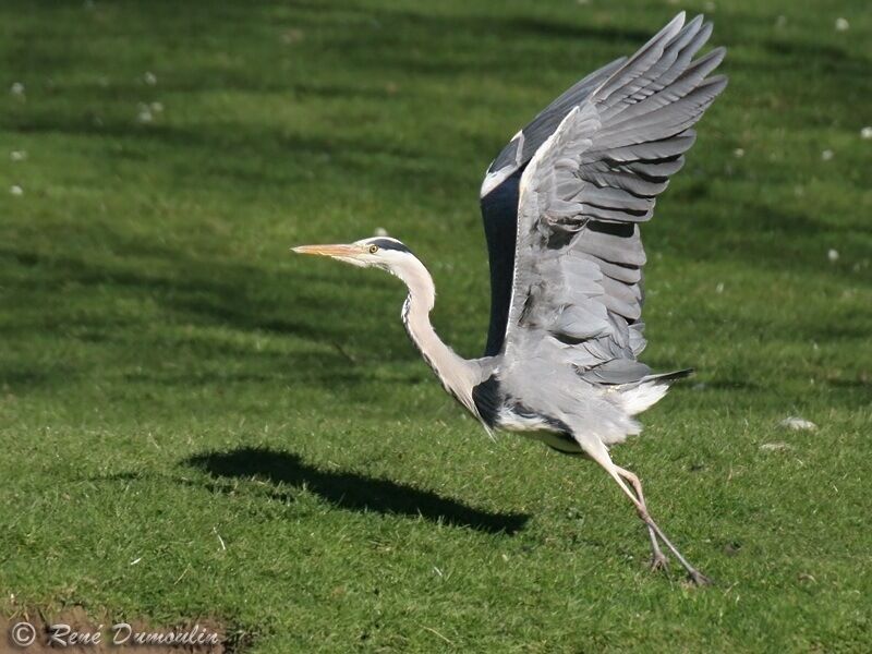 Grey Heronadult