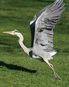 Grey Heron