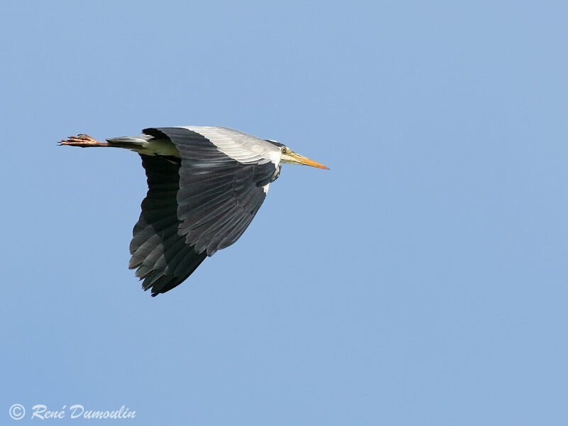 Grey Heronadult, Flight