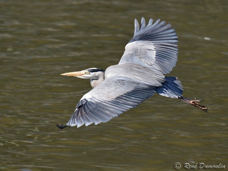 Grey Heronadult