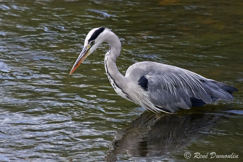 Grey Heronadult breeding, identification