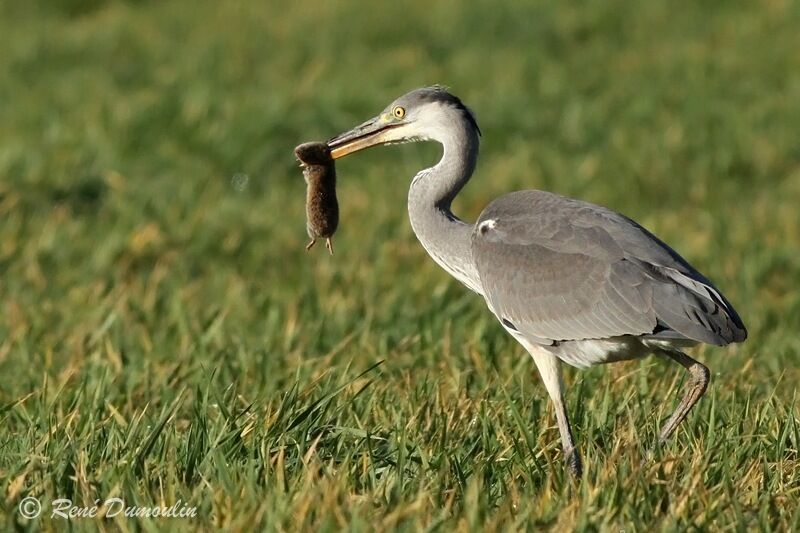 Grey Heronimmature, identification, feeding habits