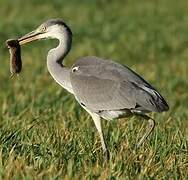 Grey Heron