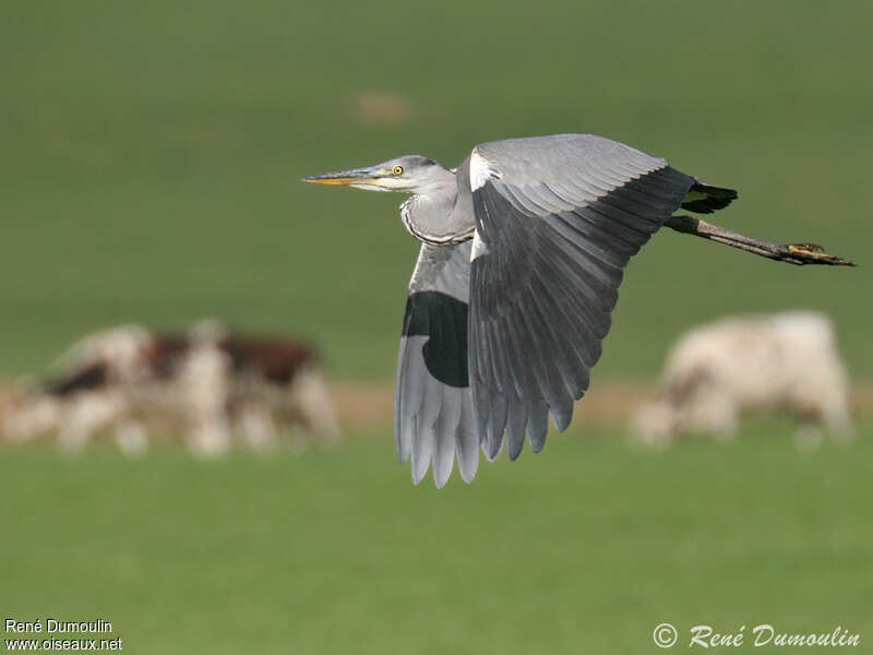 Grey Heronimmature, Flight