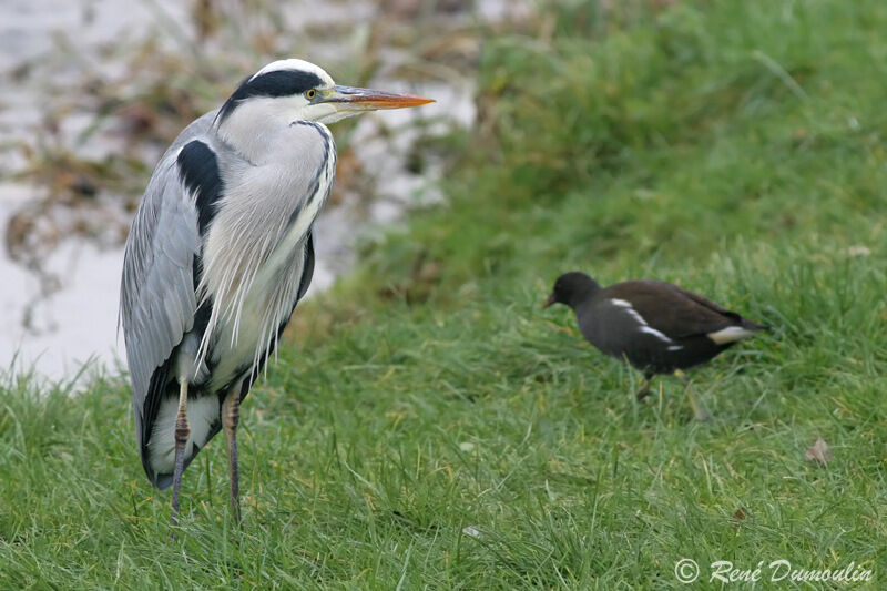 Grey Heronadult, identification