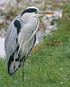 Grey Heron