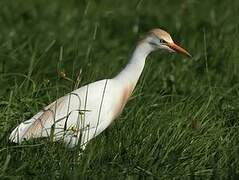 Western Cattle Egret