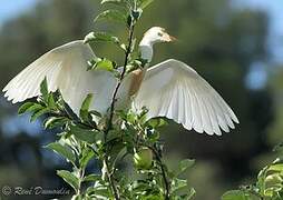 Western Cattle Egret