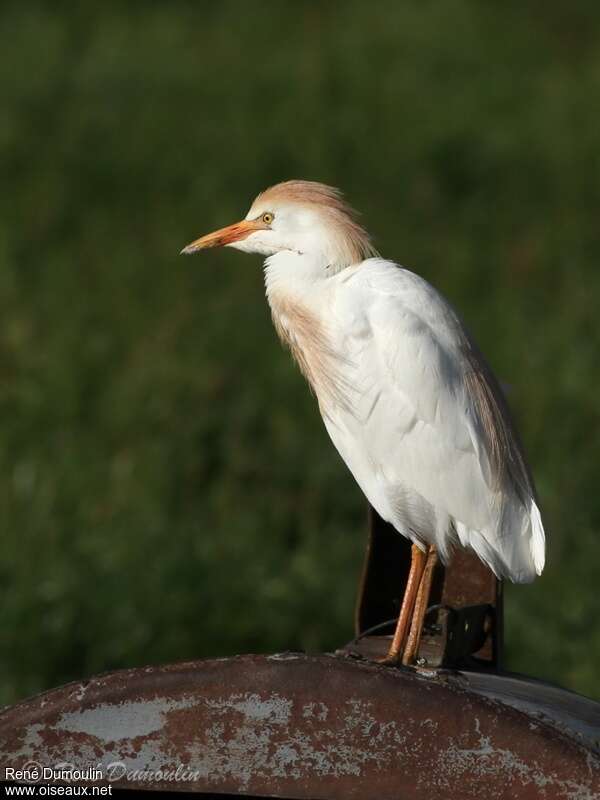 Western Cattle Egretadult transition, identification