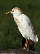 Western Cattle Egret