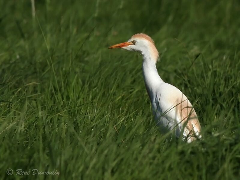 Western Cattle Egretadult transition, identification