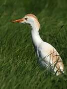 Western Cattle Egret