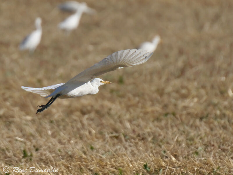 Western Cattle Egretadult