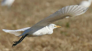 Western Cattle Egret