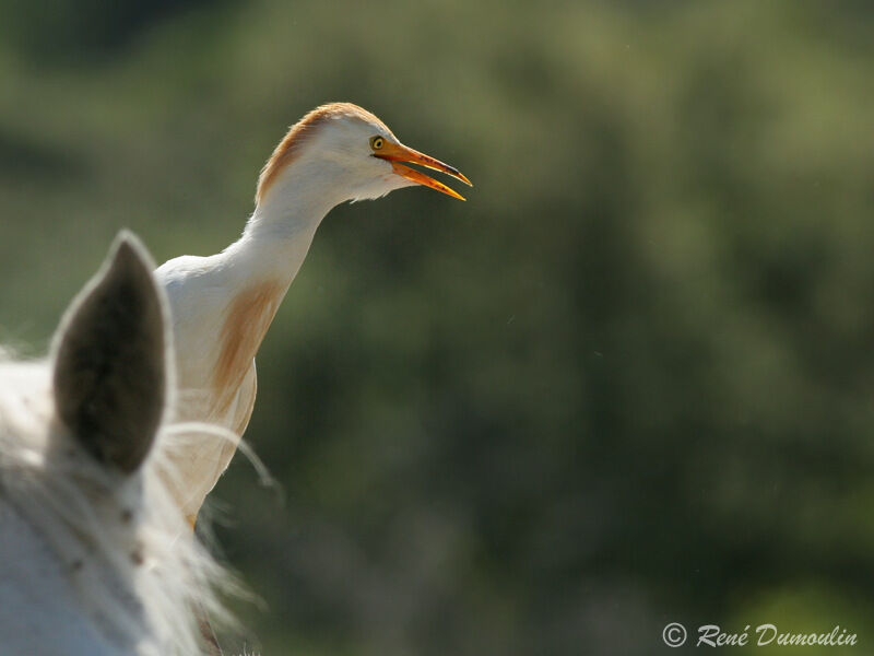 Western Cattle Egretadult