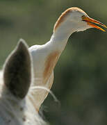 Western Cattle Egret