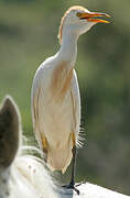 Western Cattle Egret