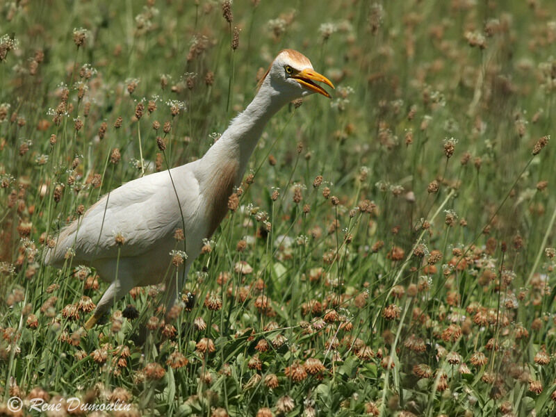 Western Cattle Egretadult