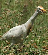 Western Cattle Egret