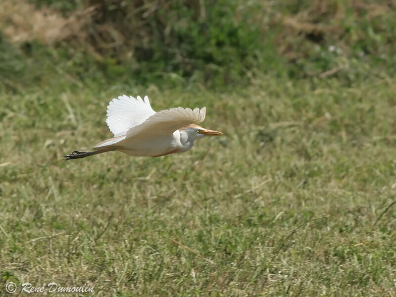 Western Cattle Egretadult