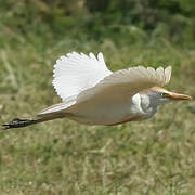 Western Cattle Egret