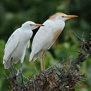 Western Cattle Egret