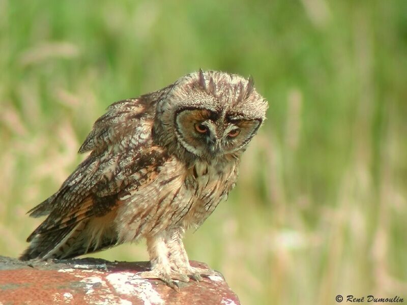 Long-eared Owl