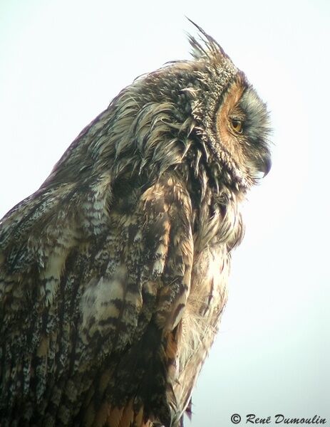 Long-eared Owl