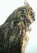 Long-eared Owl